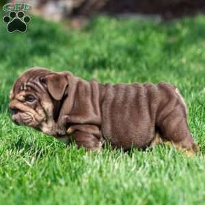 Chanel Cocoa, English Bulldog Puppy